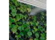 Brumizone-Nebulizador-Jardin