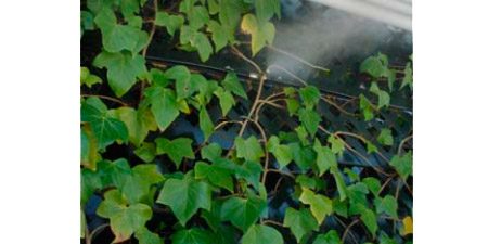 Brumizone-Nebulizador-Jardin
